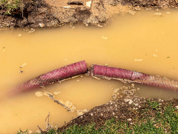 Best Professional water damage repair  in Holloman Af, NM